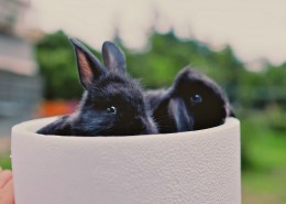 可爱的胖兔子图片(10张)