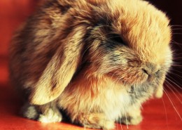 可爱的兔子图片(17张)