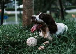 玩球的可爱宠物狗图片 (20张)