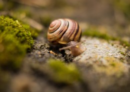 可爱小巧的蜗牛图片(26张)