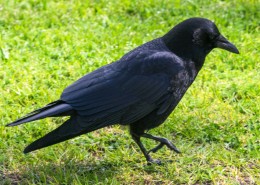 黑色的乌鸦图片(10张)