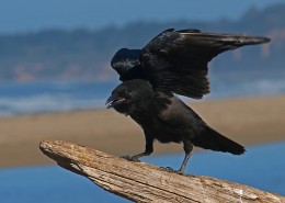 羽毛漆黑的乌鸦图片(12张)
