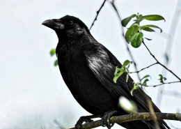 黑色羽毛的乌鸦图片(29张)