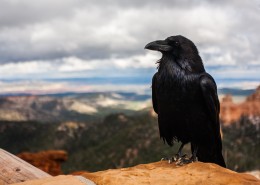 羽毛漆黑的乌鸦图片(15张)