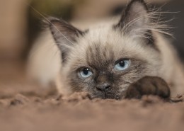 懒洋洋的暹罗猫图片(10张)