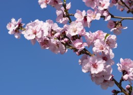 花朵茂盛的杏花图片(12张)