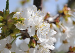 花团锦簇的杏花图片(11张)
