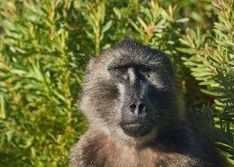 性情粗暴的东非狒狒图片(11张)