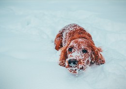 雪地撒欢的宠物狗图片(22张)