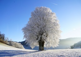 冬日里的雪树的特写图片(16张)