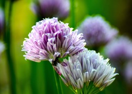 紫色的洋葱花图片(13张)