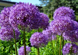 紫色的洋葱花图片(11张)
