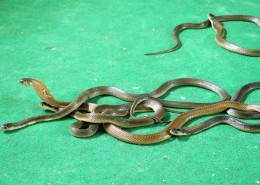 凶猛带剧毒的眼镜蛇图片(10张)