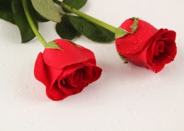妖艳的红玫瑰图片(9张)