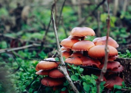 森林里的野生蘑菇图片(19张)