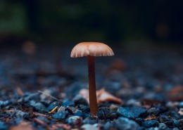 森林中野生蘑菇图片(10张)