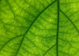绿色清晰的叶子脉络图片(35张)