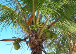 高大的椰子树图片(16张)