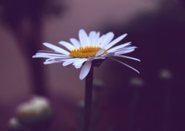 一朵美丽的雏菊图片(12张)