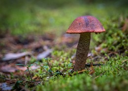 森林里的一个蘑菇图片(13张)