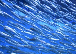 银白色的沙丁鱼群图片(21张)