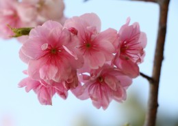 绚烂盛开的白色樱花图片(20张)