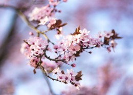 树梢上粉红的樱花图片(14张)