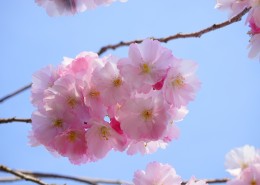 盛放绚烂的的樱花图片(11张)