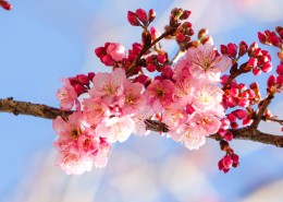 盛开似锦的樱花图片(16张)