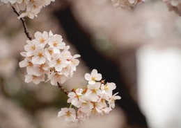 美丽的樱花图片(11张)