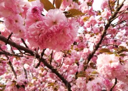 绚烂盛开的樱花图片(19张)