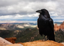 一只漆黑羽毛的乌鸦图片(18张)