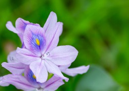 淡紫色清丽的雨久花图片(11张)