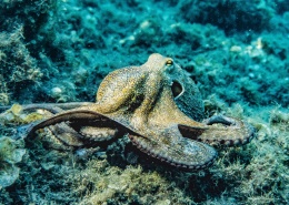 肌肉强健的章鱼图片(13张)