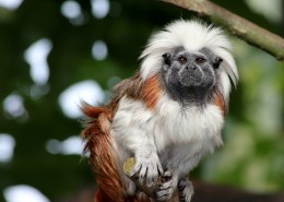 珍稀的绒顶柽柳猴图片(17张)