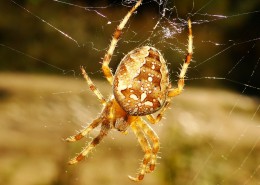 蜘蛛网上的蜘蛛图片(13张)