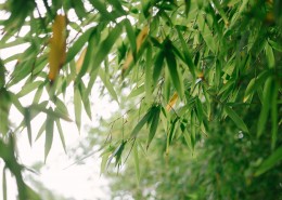 苍翠挺拔的竹子图片(18张)