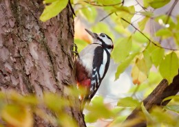 大树的森林医生啄木鸟图片(15张)