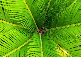 绿色高大的棕榈树图片(14张)