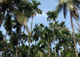 绿色高大的棕榈树图片(20张)