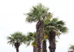 挺拔的棕榈树图片(14张)