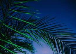 郁郁葱葱茂盛的棕榈树图片(54张)