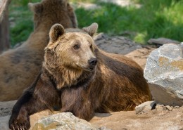 体型庞大的野生棕熊图片(13张)