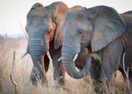 草原上的大象图片(12张)