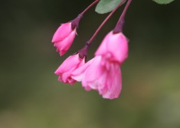 粉色垂丝海棠图片(11张)