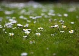 草地上的雏菊图片(9张)