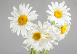 盛开的白色雏菊图片(20张)