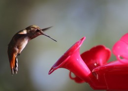 玲珑小巧的蜂鸟图片(13张)