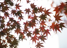 好看的枫树树叶图片(12张)