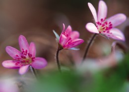 粉嫩粉嫩的野花图片(15张)